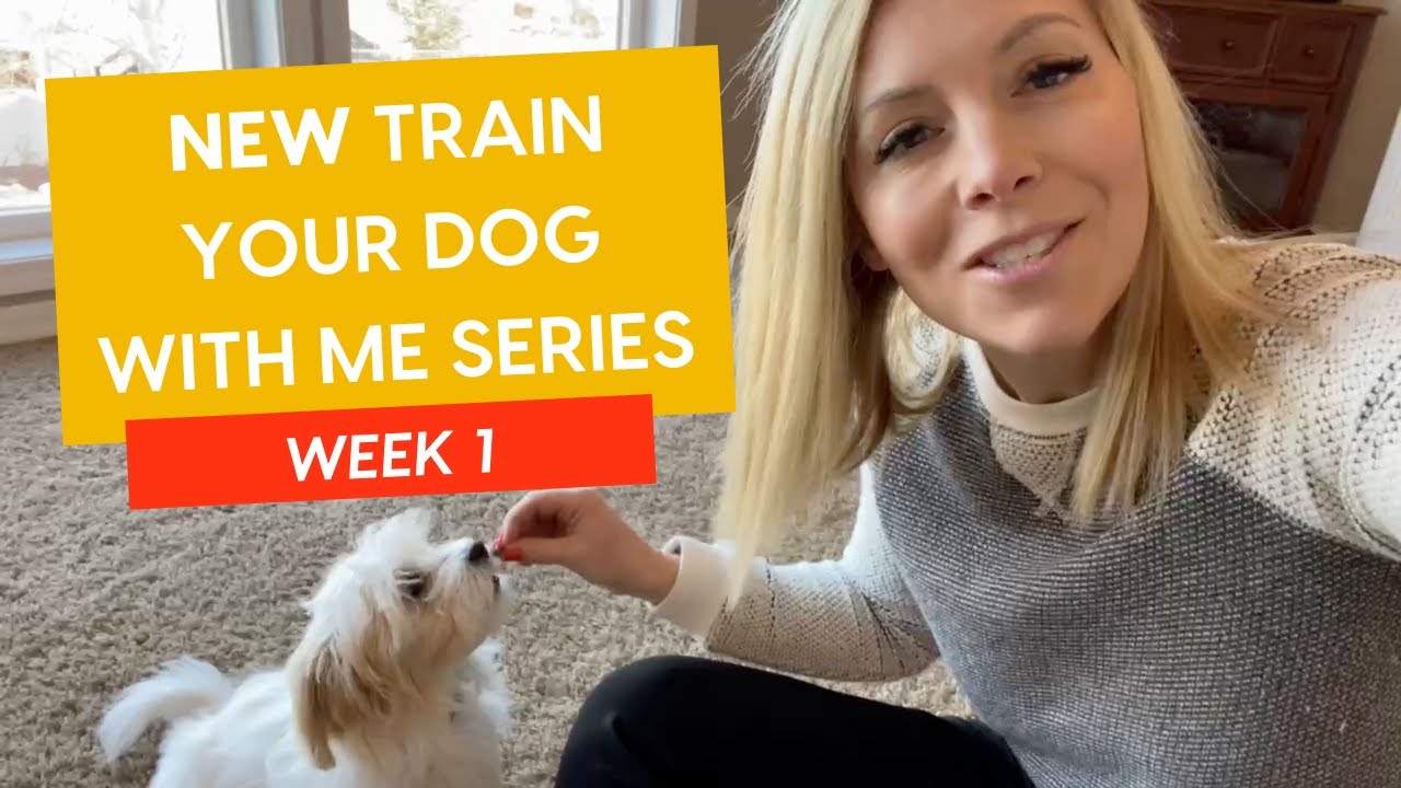 First Session with a Professional Dog Trainer! (NEW 'Train Your Dog With Me' Series: Week 1 Part 1)