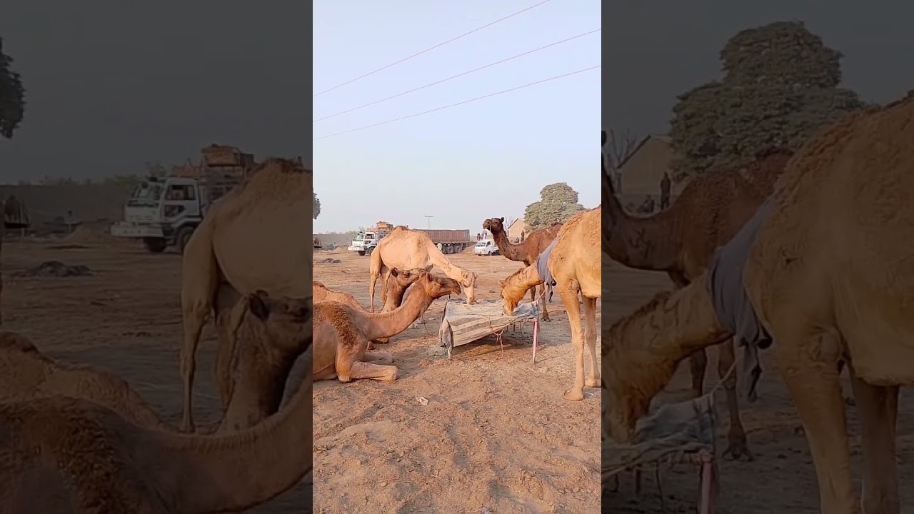 Camels are grazing in a group#AnimalLovers #Camels #youtubeshorts