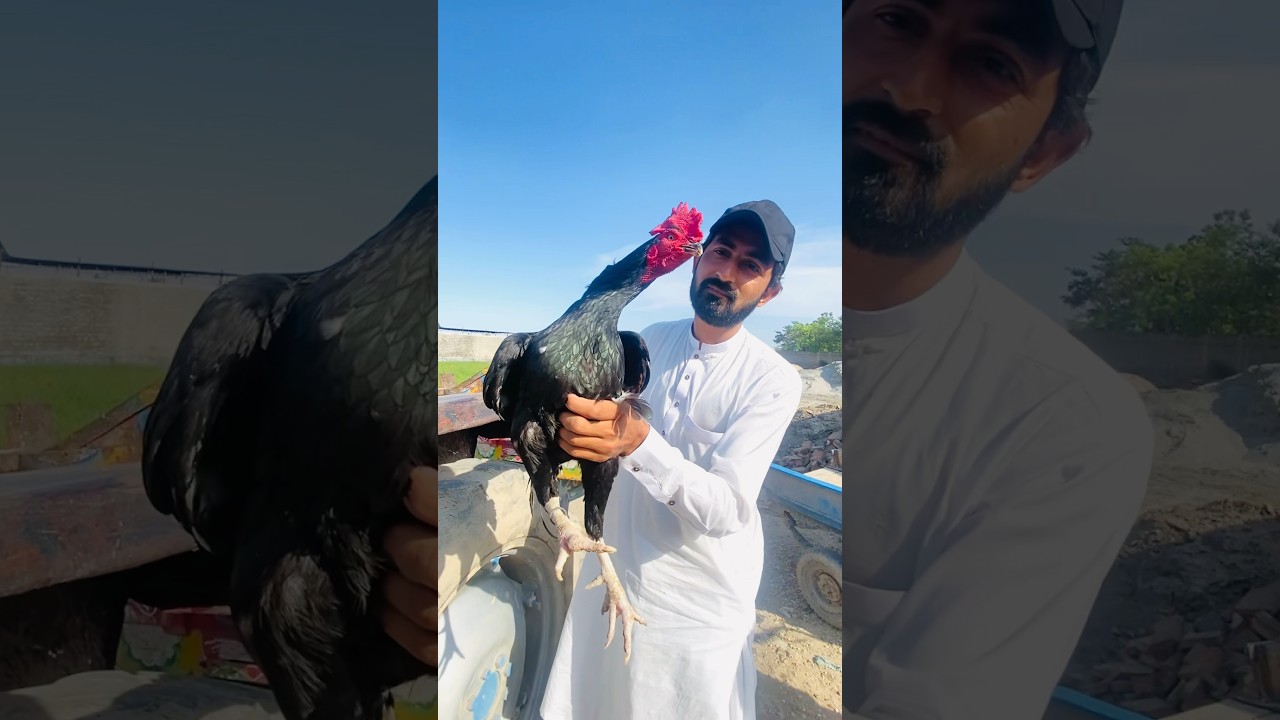 Bengum Aseel k chicks Le Aya #shehrmaindehat #petsvloging #birdsvlog