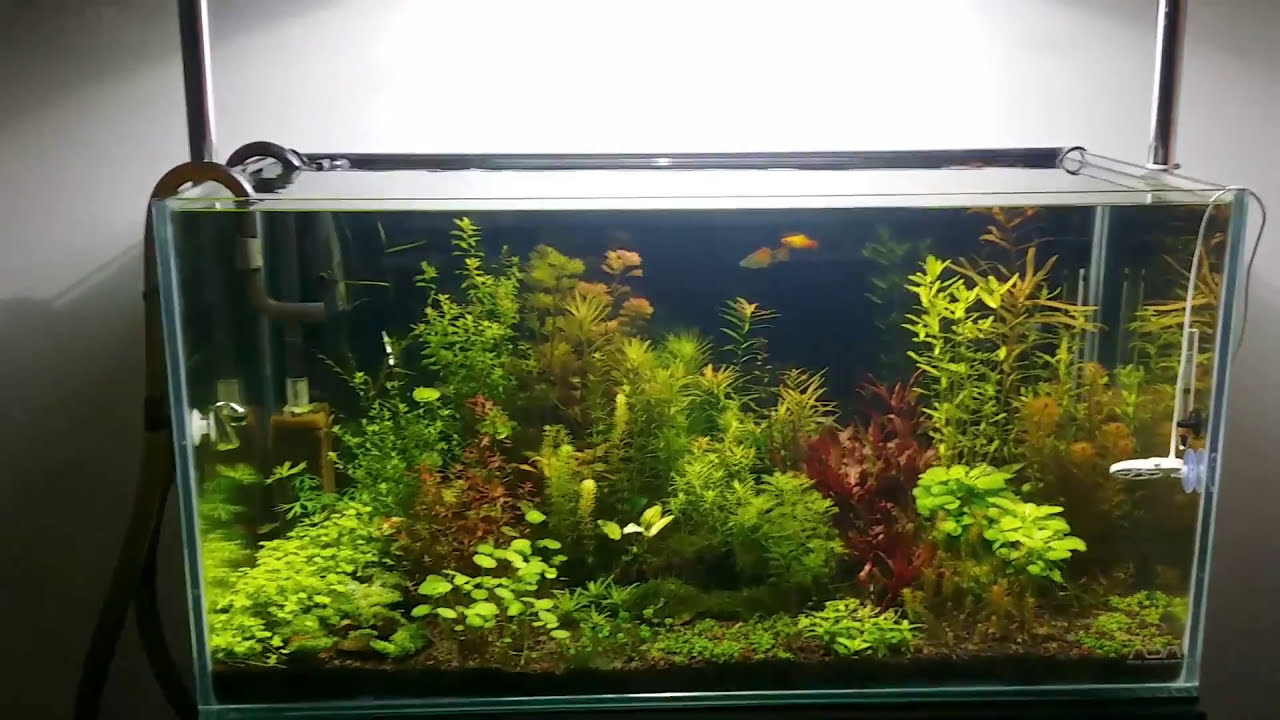 MENTENANȚĂ Acvariu plantat olandez - Ziua 16