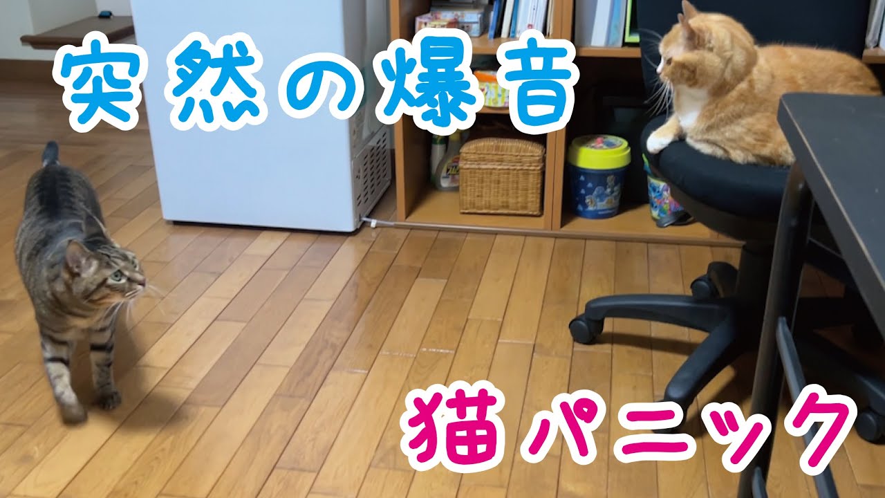 Jアラートのテスト放送にびっくり→甘え爆発。猫の感情ジェットコースター