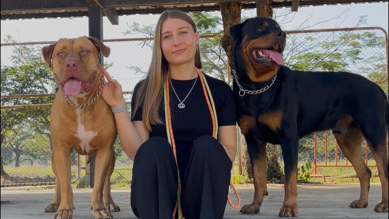 POV: You Own a Rottweiler and Bandog in Thailand