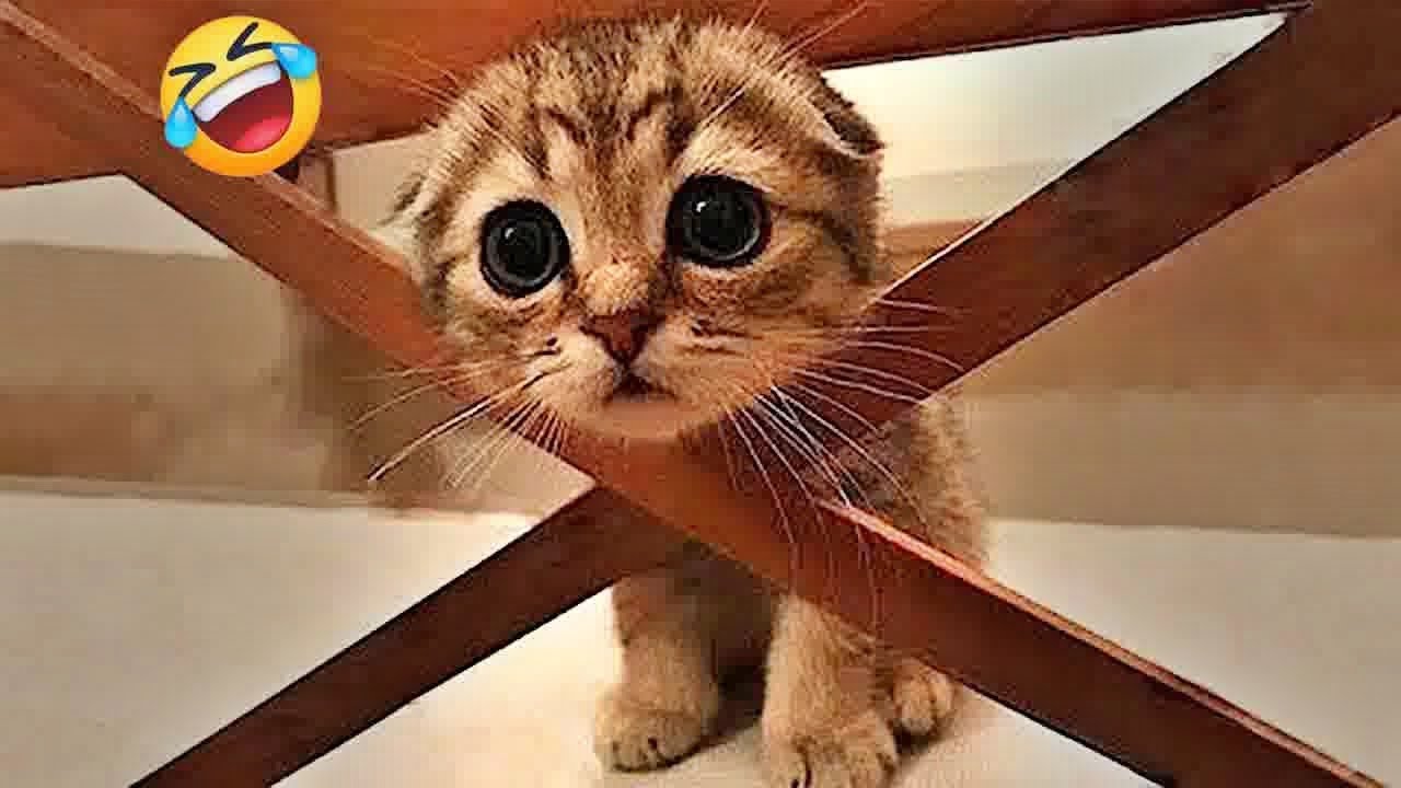 You Laugh You Lose🐶Funniest Dogs and Cats 2024🥳