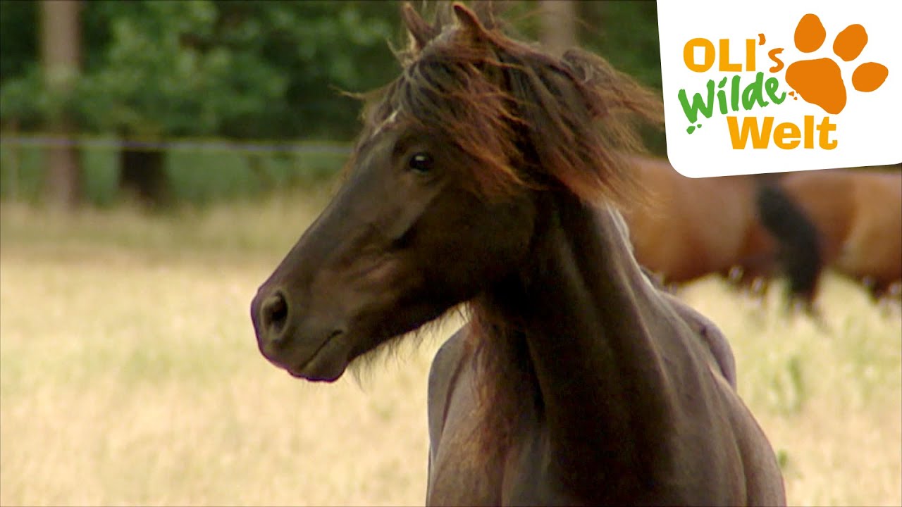 Reitstunden auf dem Bauernhof | OLI's Wilde Welt