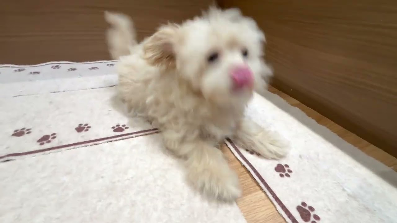 ペットショップ犬の家近江八幡「197770」「マルプー」