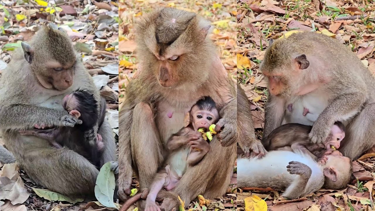 Best video of Cara looks after Bessie when Button nearly wea,.ning her.