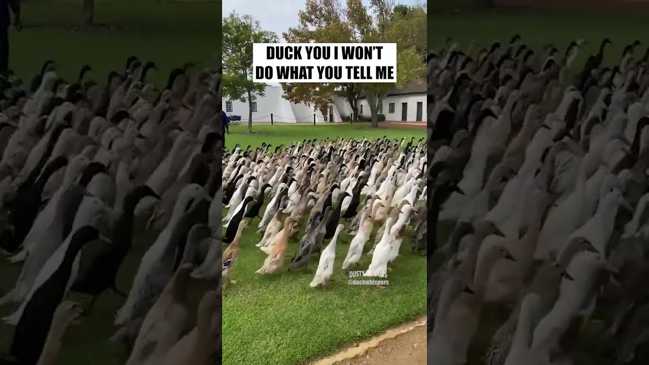 🦆✊ Ducks on Parade 🎥: duckwhispers (IG) #shorts