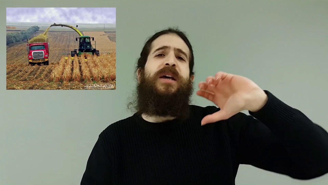 هل تشعر الحشرات بالألم؟