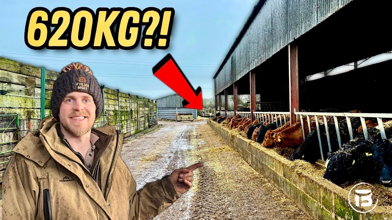 Finishing Beef Cattle at Grass to Avoid a Second Winter | Project 620