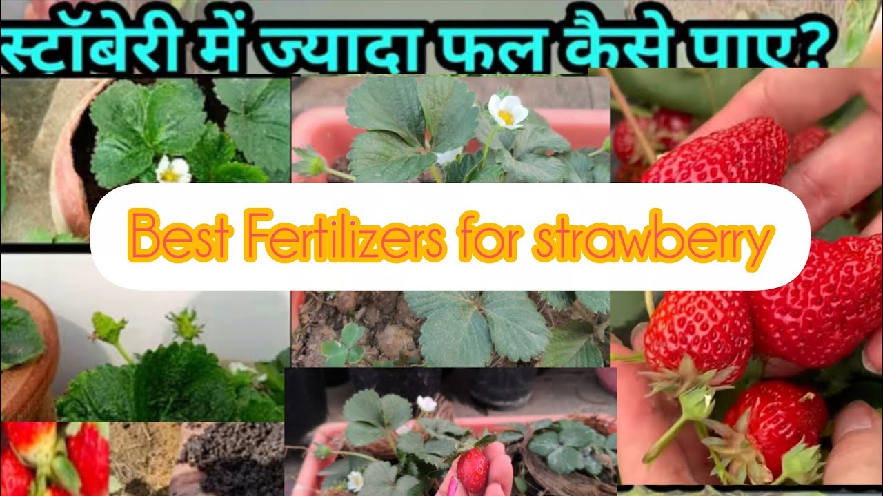 How to Fertilize Strawberry at Home?/Best Fertilizers for Strawberries in Pots with Care Tips