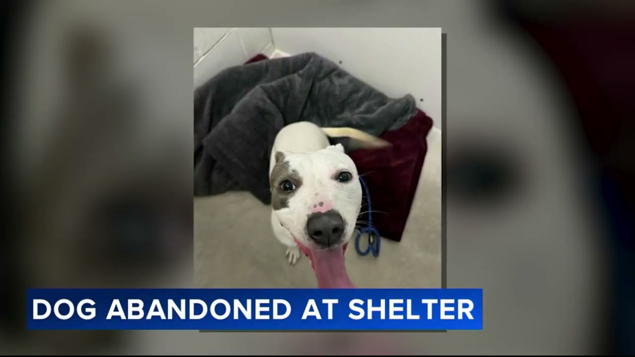 Video shows 4th dog this month being abandoned outside South Jersey shelte