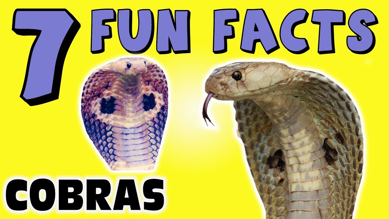 7 FUN FACTS ABOUT COBRAS! COBRA FACTS FOR KIDS! Snakes! Learning Colors! Funny! LOL Sock Puppet!
