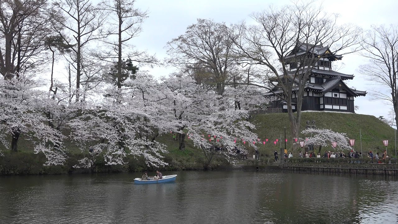 [4K] 第90回高田城百万人観桜会 桜満開の高田公園を散策