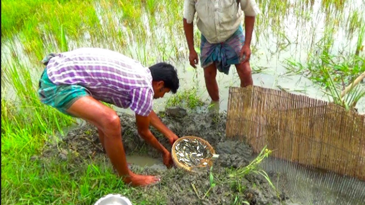Asian Traditional Fishing  - Unbelievable Fish Catching In Agricultural land