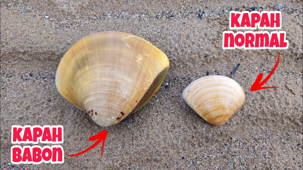 Diluar dugaan‼️ Dapat babonnya kerang kapah di dalam lubang kecil