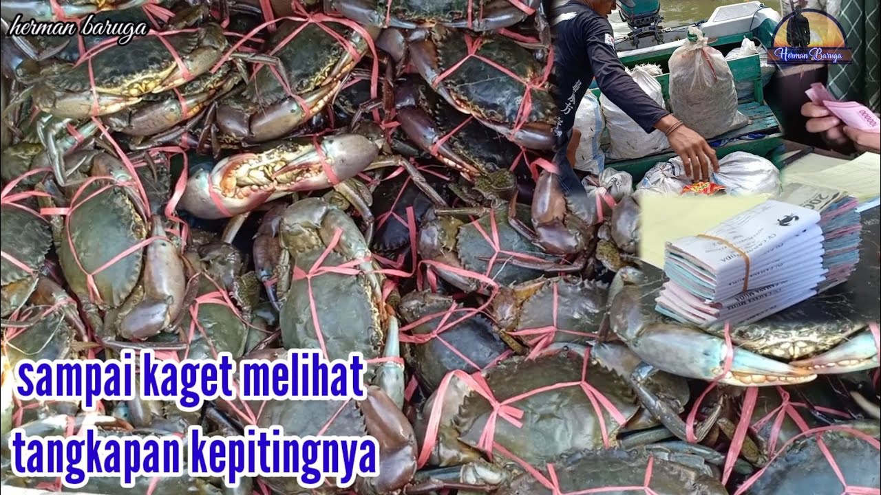 TERNYATA SEGINI!! JUAL KEPITING BAKAU TANGKAPAN BERBURU SELAMA TIGA HARI