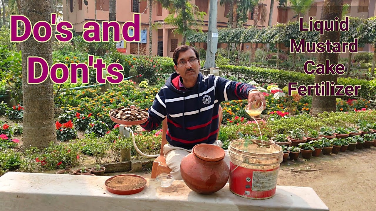 10 Things You Must Know Before Making  Mustard Cake Fertilizer