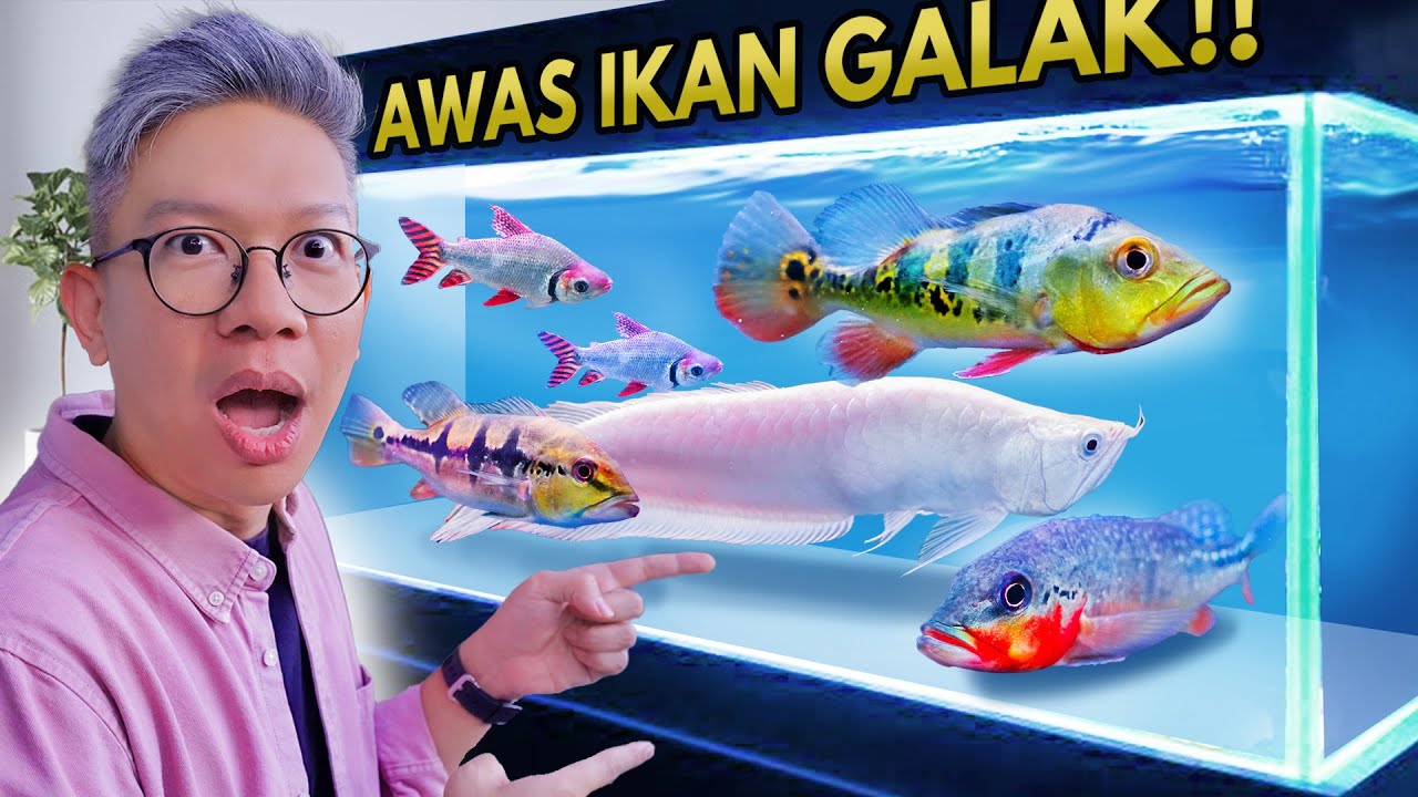 LIHAT-LIHAT KOLEKSI IKAN GALAK DI JOGJA!!