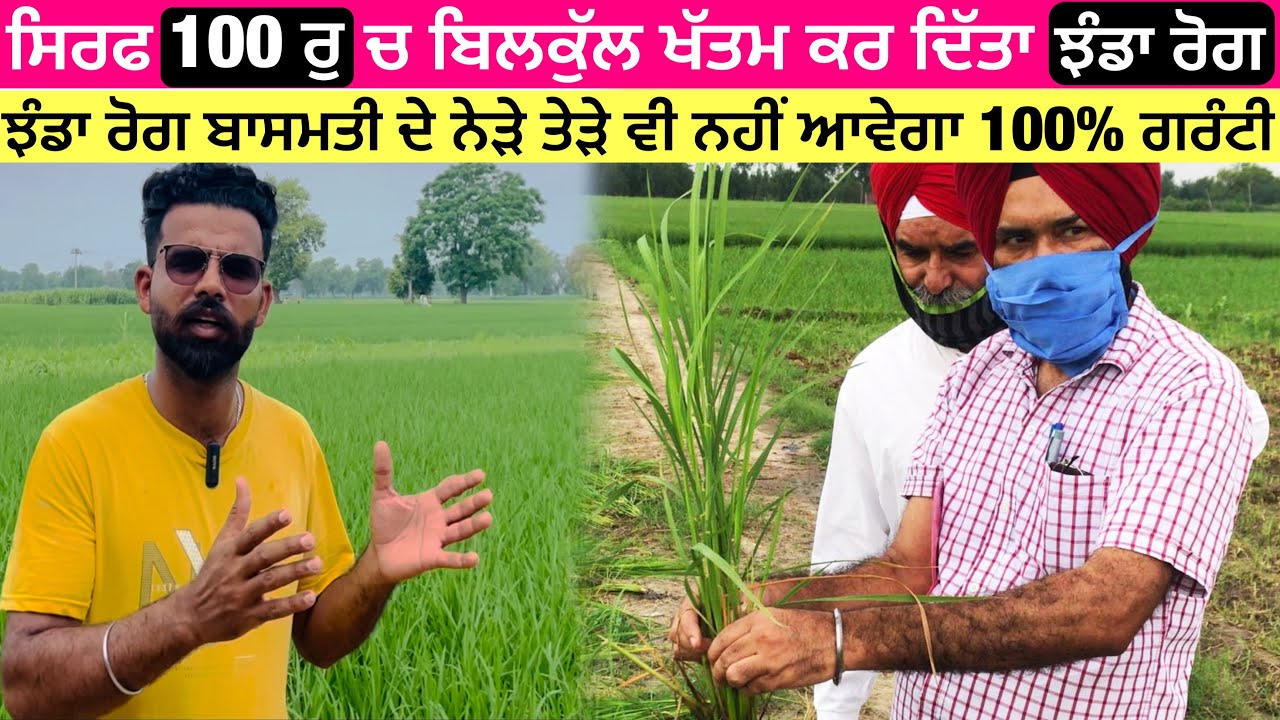 Bakanae disease of basmati crop | ਝੰਡੇ ਰੋਗ ਦਾ ਪੱਕਾ ਇਲਾਜ ਤੁਸੀਂ ਪਹਿਲਾ ਕਦੇ ਨਹੀਂ ਕੀਤਾ ਹੋਣਾ