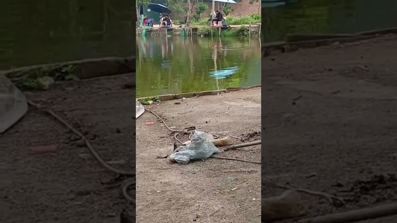 Vlogs 95 Báo cá - Hồ Câu DUY NGUYÊN 0383430084 Thôn Đoàn Kết, xã Đại Yên, huyện Chương Mỹ, Hà Nội