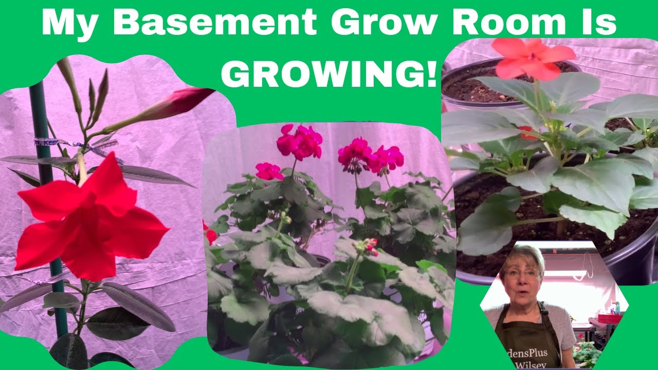Grow Your Garden in Your Basement - Unbelievable Results Revealed!