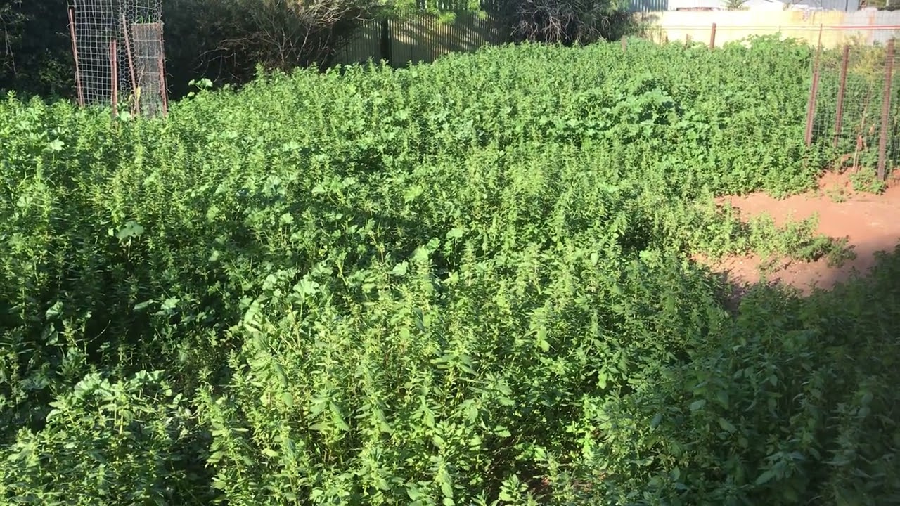 Back yard. August 24th, 2021.  