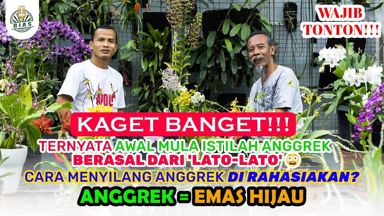 Anggrek itu mirip lato-lato ? 😲😲😲 PODCAST BIAS