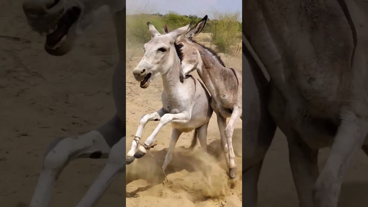 Donkey #animals #youtubeshorts #trendingshorts
