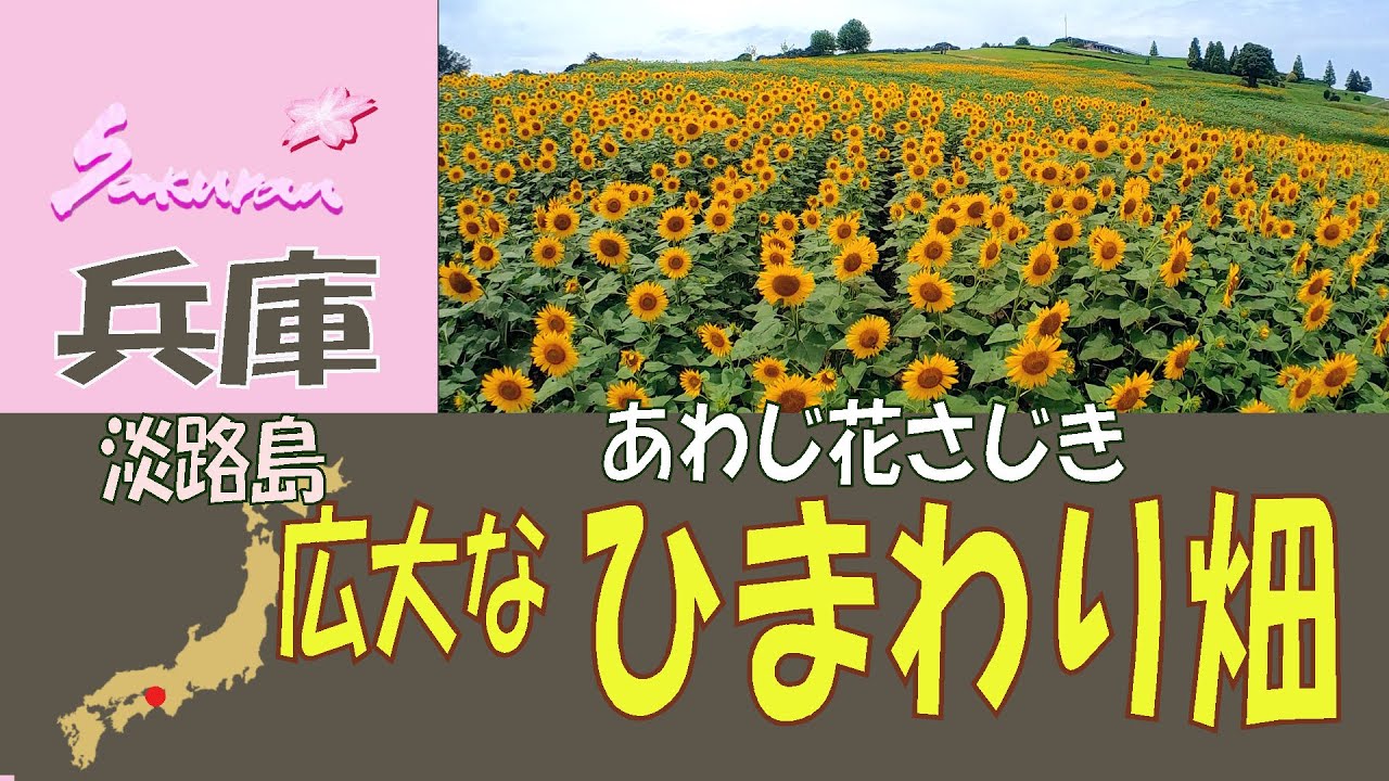 【 ひまわり20万本！あわじ花さじき】兵庫県･淡路島に広大なお花畑を育てている植物公園ですが、なんと無料！コスパ抜群の花さじきにひまわりと絶景の海を見に行きました。年中、色々な花を見る事ができます。