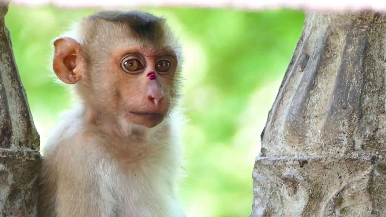 So Pity.! Abandoned Monkey Lipa Has An Injury On Her Nose - She  Was Probably Bitten By Someone
