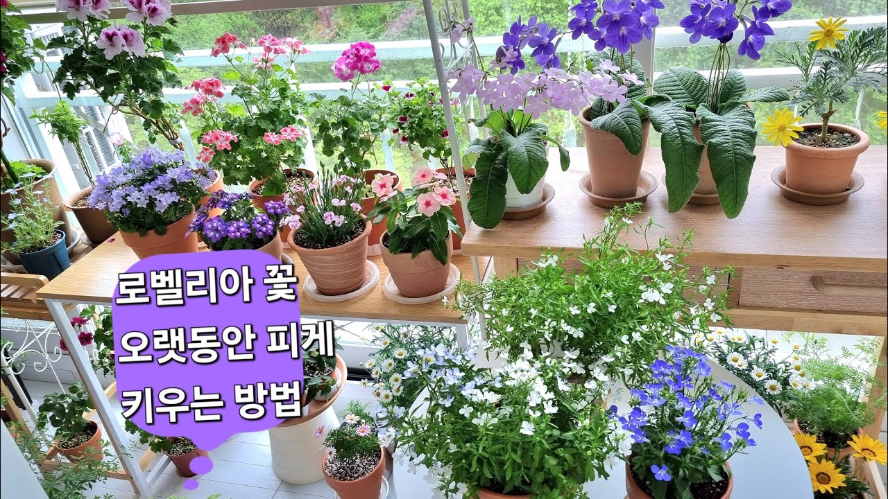 로벨리아 꽃 오랫동안 피게 키우는 방법  #로벨리아 #식물키우기 #베란다정원