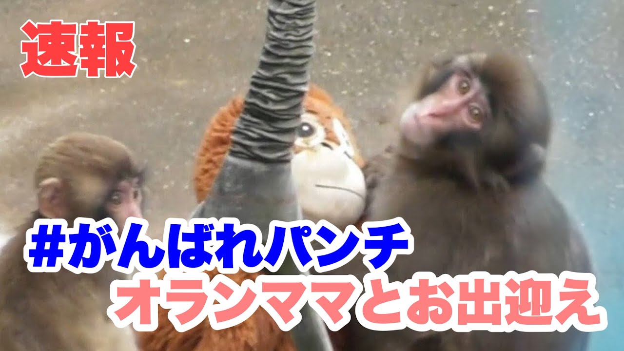 【速報】パンチくんがオランママと出迎えてくれました。　2026.09.19