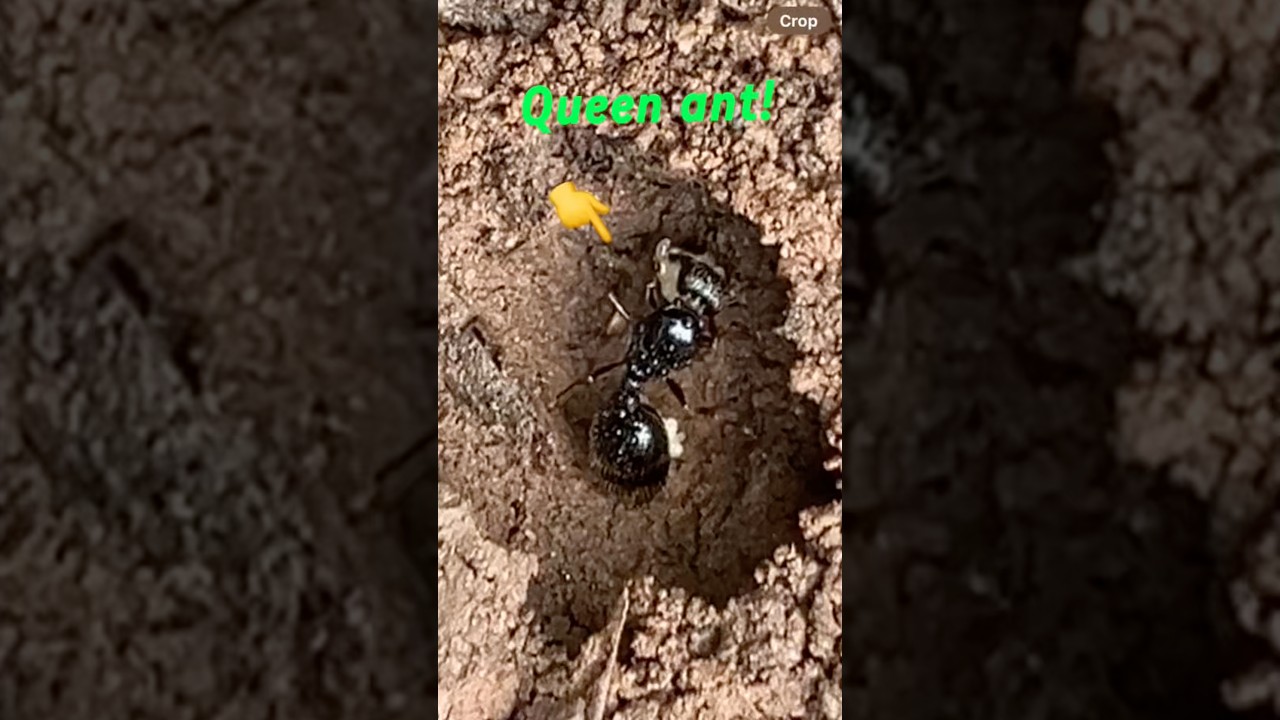 Catching queen ants! 