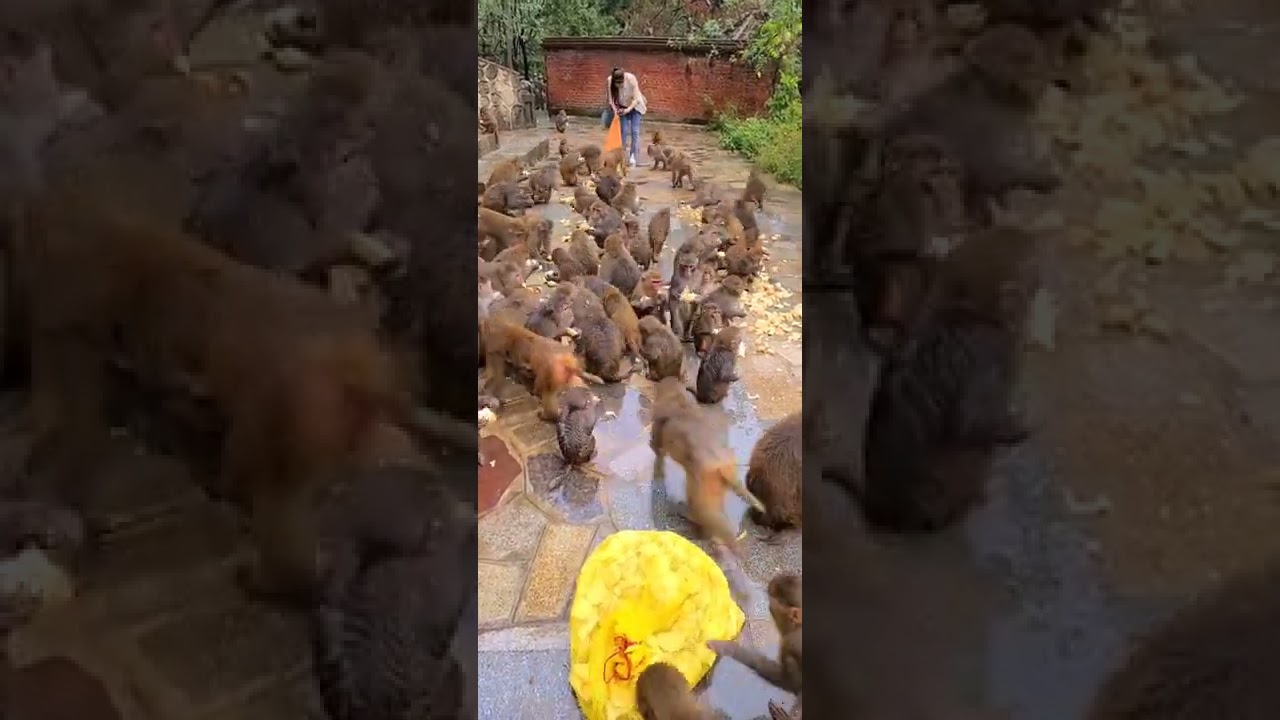 Pitiful abandoned adorable monkeys 100