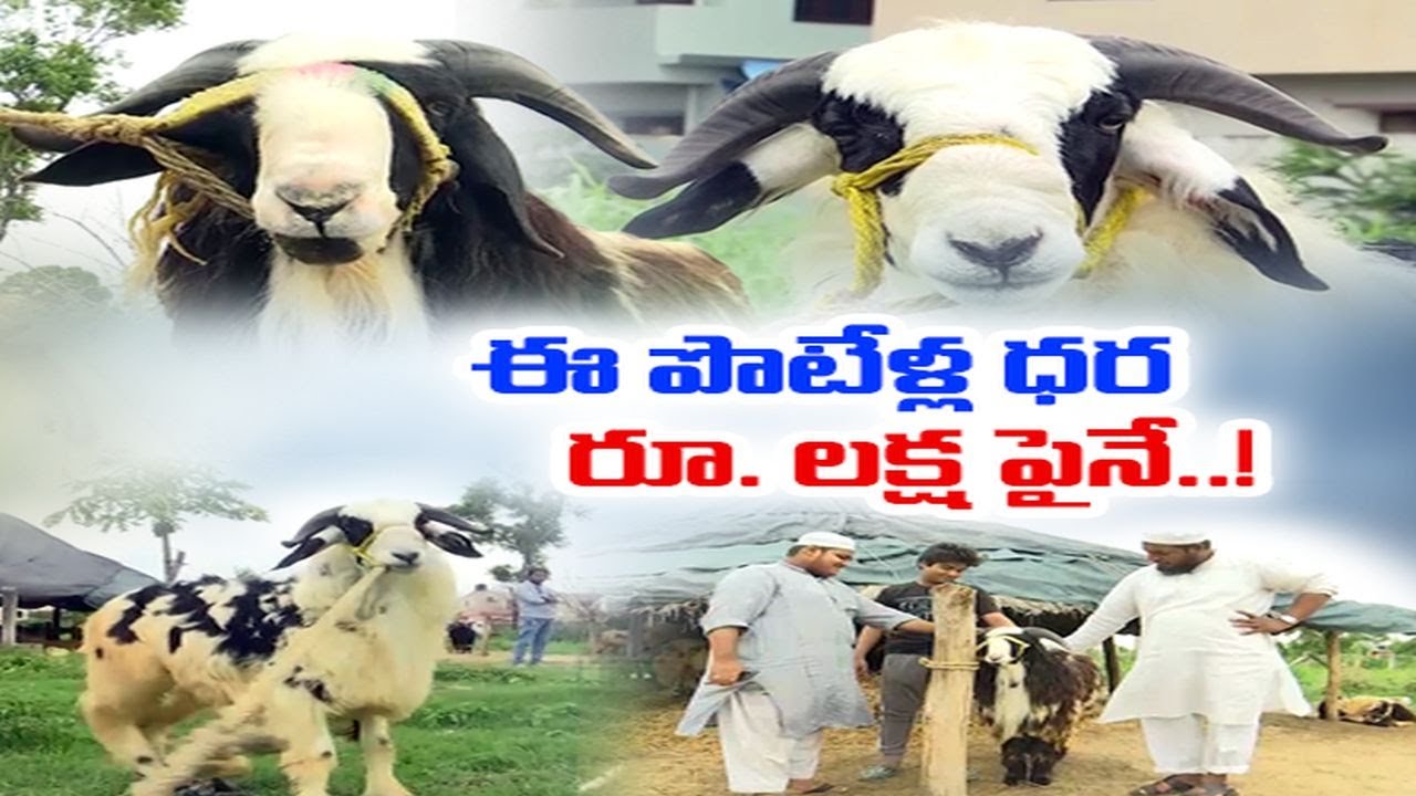 బాపట్ల లో లక్షరూపాయాలకు పైగానే ధర పలుకుతున్న పొటేలు