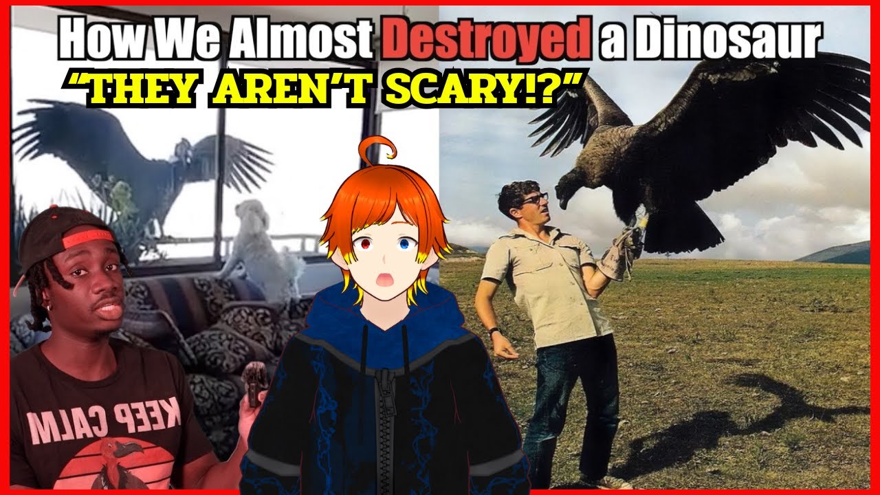 Vultures are actually really cool! | Casual Geographic React