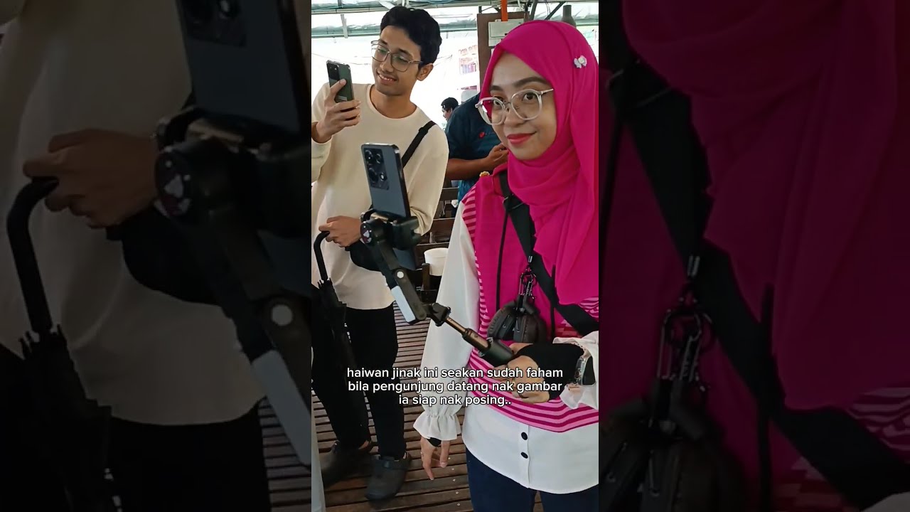 Kami ke Cameron Highlands hanya untuk tengok Alpaca.