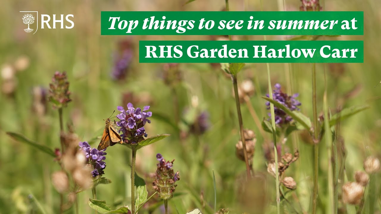 Top things to see in summer at RHS Garden Harlow Carr | The RHS