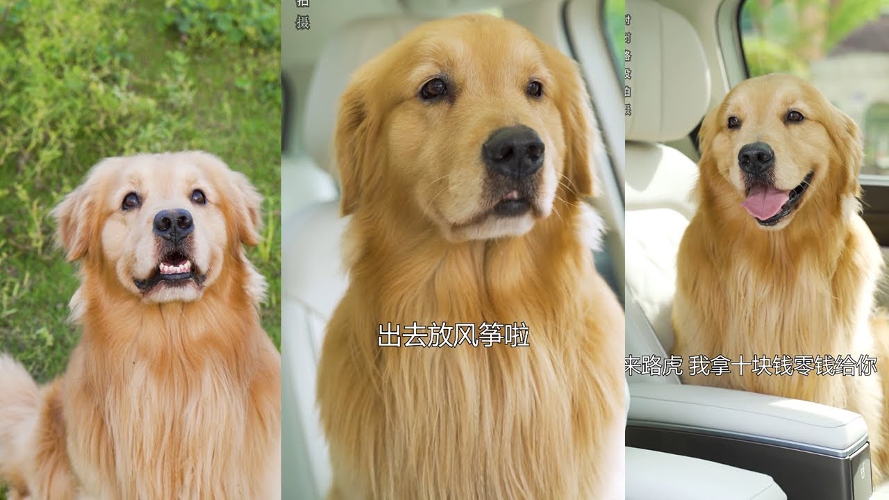 【金大毛】忙裏偷閑，帶著路虎出去春遊，壹聽到要出去玩路虎總是最積極的