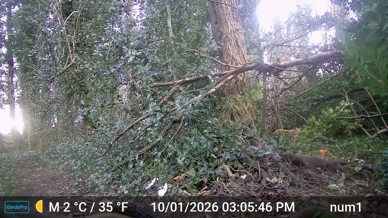Bushy visits the Tea Room in Little Leas Nature Haven UK wildlife woodland conservation area 