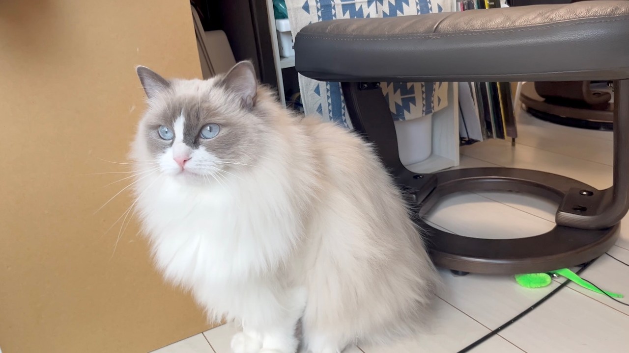 Luna makes some squeaky noises