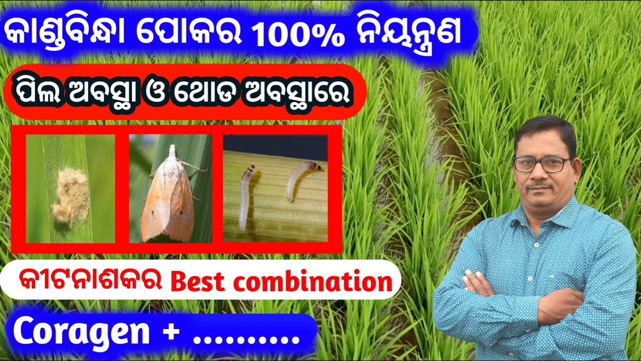 Paddy Stem borer Control ଧାନ କାଣ୍ଡ ବିନ୍ଧା ପାଇଁ pesticide ର Best Combination