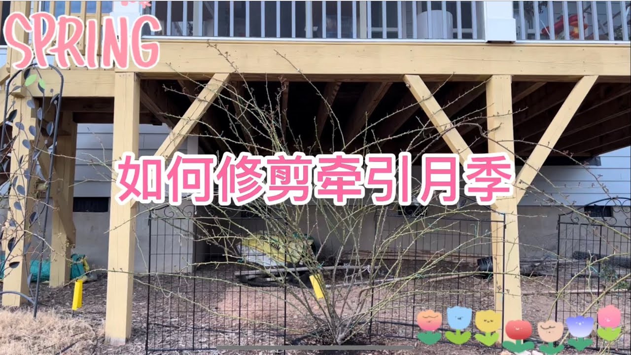 冬剪月季，爬藤夏洛特夫人修剪与牵引的应用展示