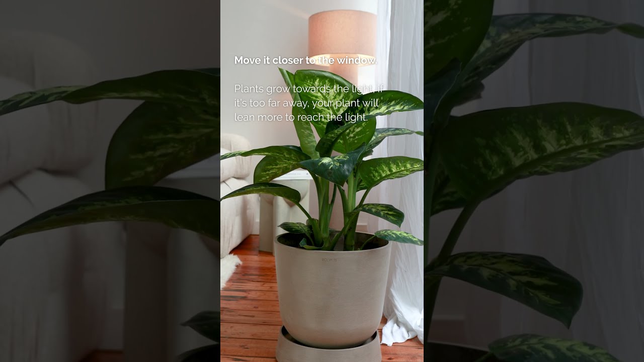 What to do when your plant is leaning to one side? | Ecopots
