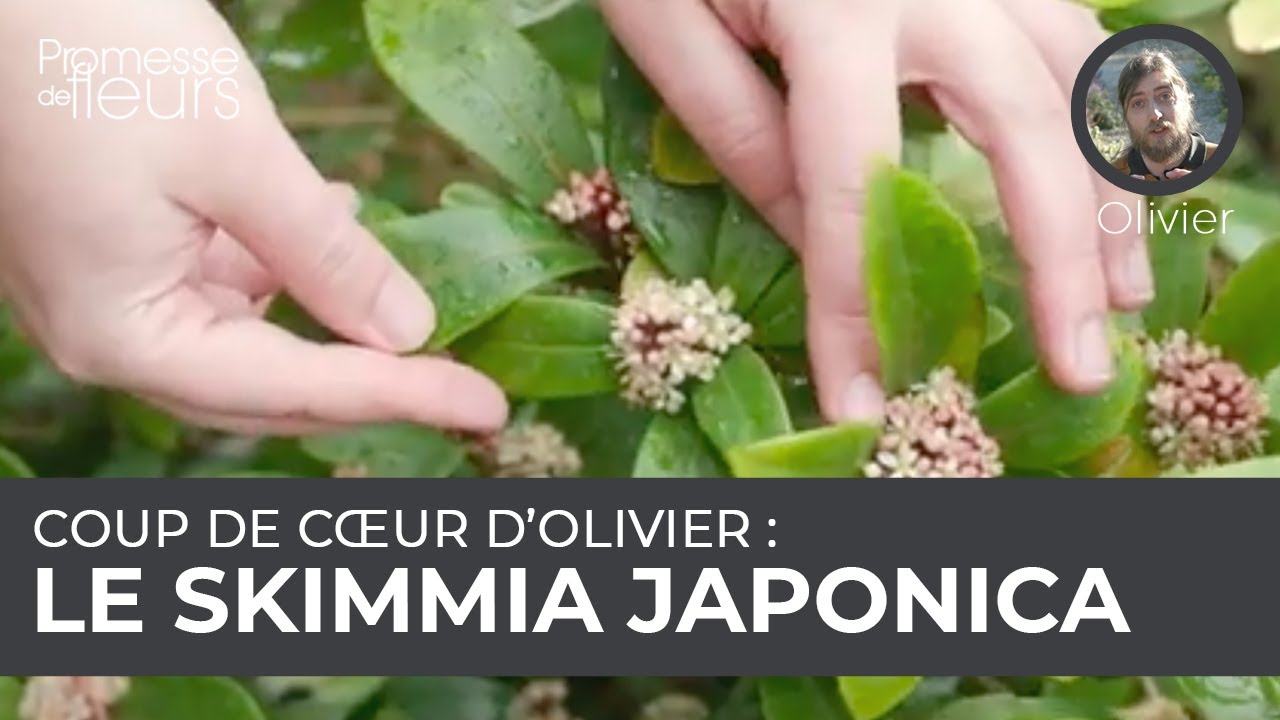 Coup de cœur d'Olivier : le skimmia japonica