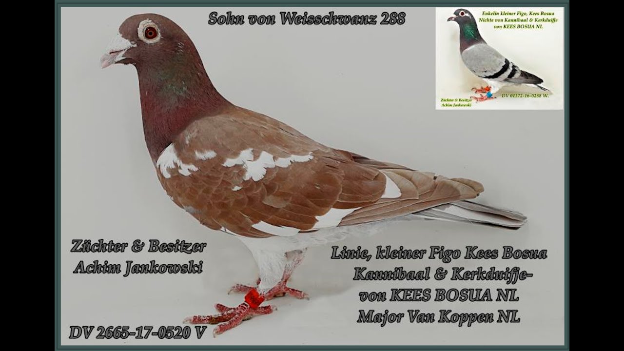 Der Laate 04 von Kees Bosua und sein Zuchtwert