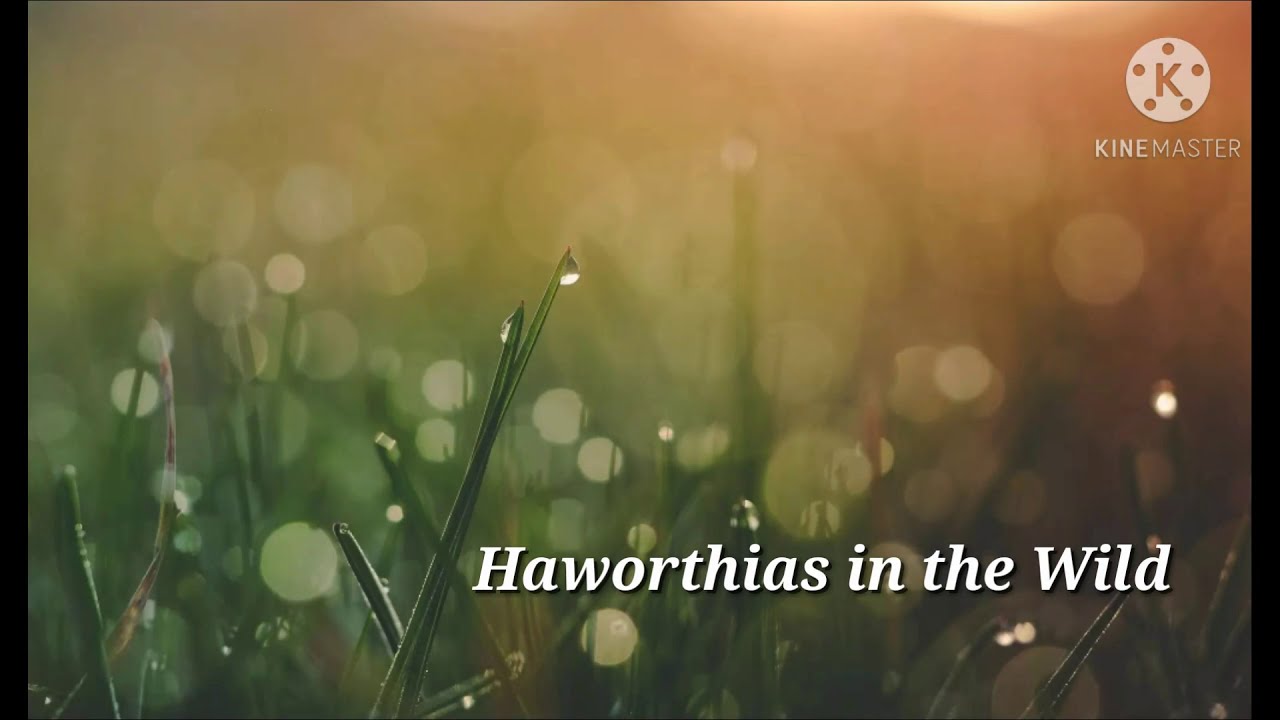Haworthias in the Wild #haworthias #succulents #houseplants