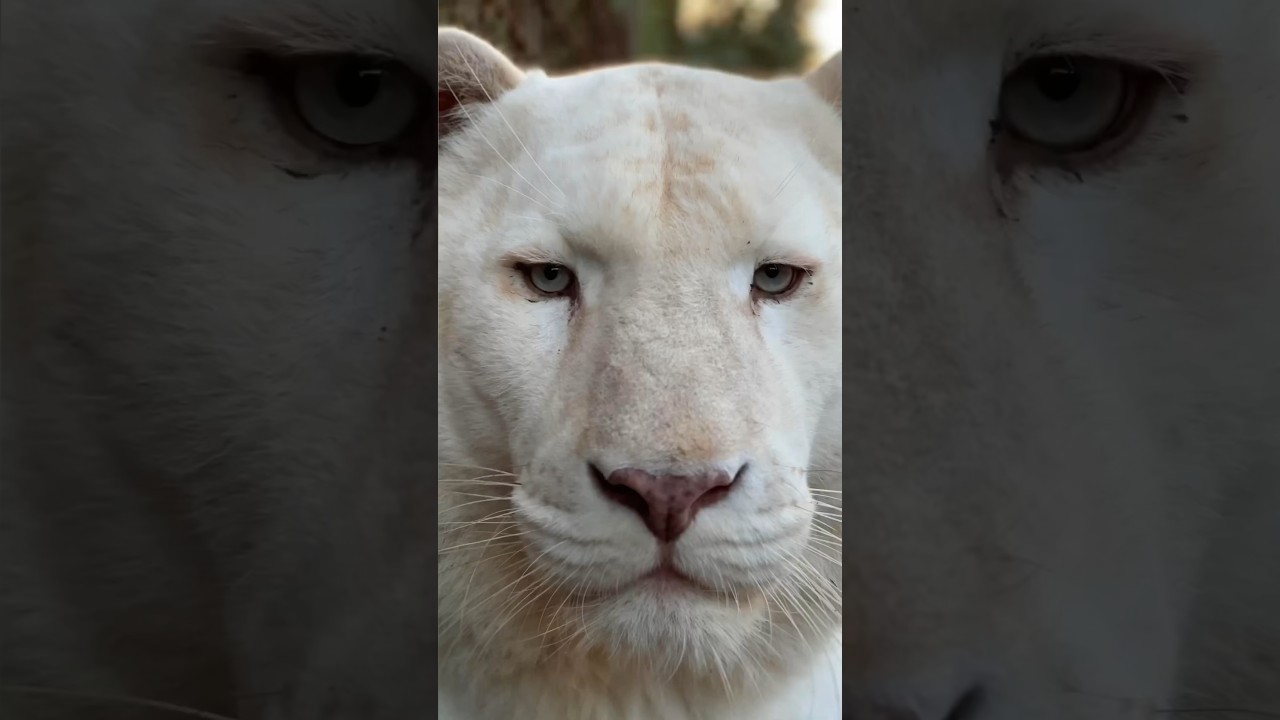 Entrer dans l&rsquo;enclos d&rsquo;Eros le tigre blanc ? #lion #tiger #whitetiger #normandie #caressedetigre