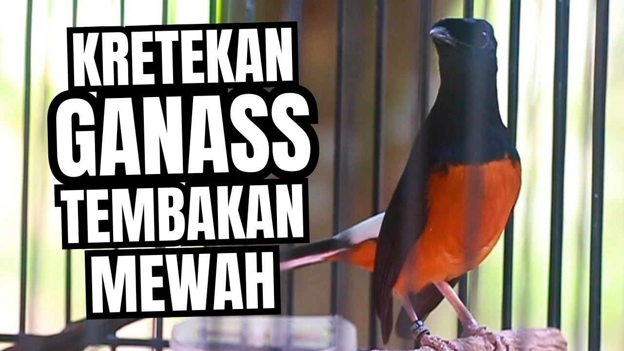 MURAI BATU GACOR FULL ISIAN TEMBAKAN MEWAH SANGAT AMPUH MELATIH MURAI BATU EMOSI BONGKAR ISIAN