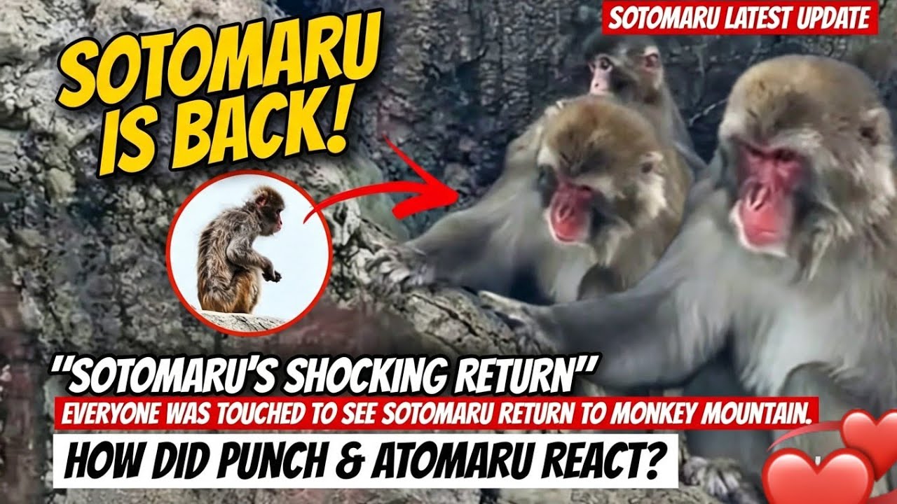 SOTOMARU IS BACK! He Looks Completely Different - Sotomaru&rsquo;s Shocking Return😲🥹